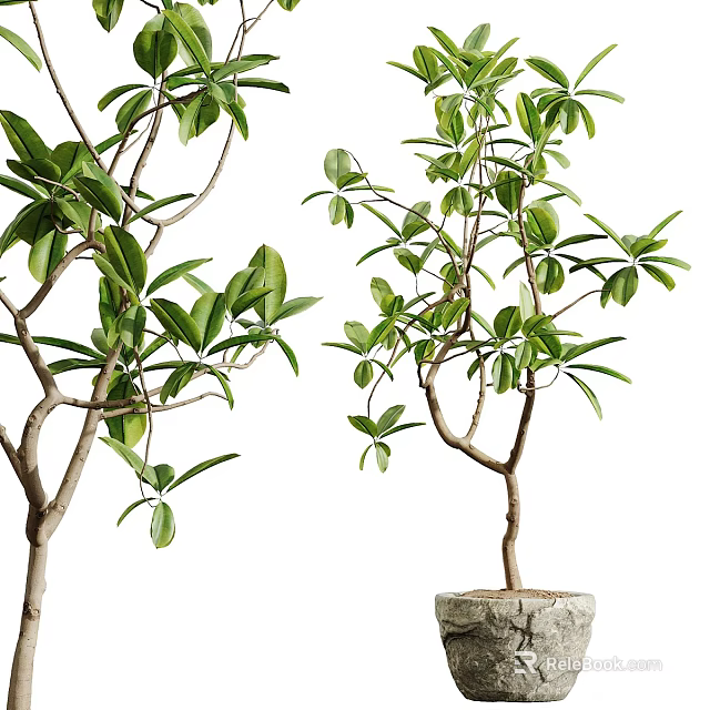 Bonsai Potted Plant With Fresh Green Leaves And Natural Branches On Decorative Stone Base 3d model 