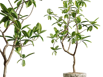Bonsai Potted Plant With Fresh Green Leaves And Natural Branches On Decorative Stone Base 3d model