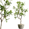 Bonsai Potted Plant With Fresh Green Leaves And Natural Branches On Decorative Stone Base