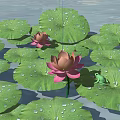 Pink Lotus Flowers With Green Lily Pads And Water Droplets On Water Surface