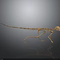 Small Animal Skeleton Display With Long Tail And Detailed Bone Structure On Dark Reflective Surface 3d model