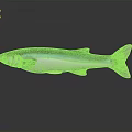 Realistic Turquoise and White Fish with Shiny Fins Tail on Reflective Surface