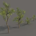 Green Arbor Trees of Various Sizes Display Lush Foliage in Outdoor Landscape
