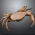 Pink Crab with Extended Legs and Claws on Gray Background 3d model