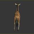 Giraffe With Long Neck And Brown Yellow Spots On Gray Background