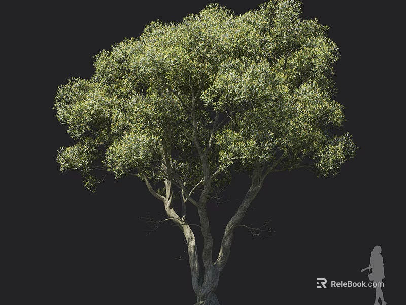 Tall Tree With Lush Green Foliage And Textured Trunk Isolated On Dark Background 3d model 