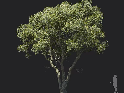 Tall Tree With Lush Green Foliage And Textured Trunk Isolated On Dark Background 3d model