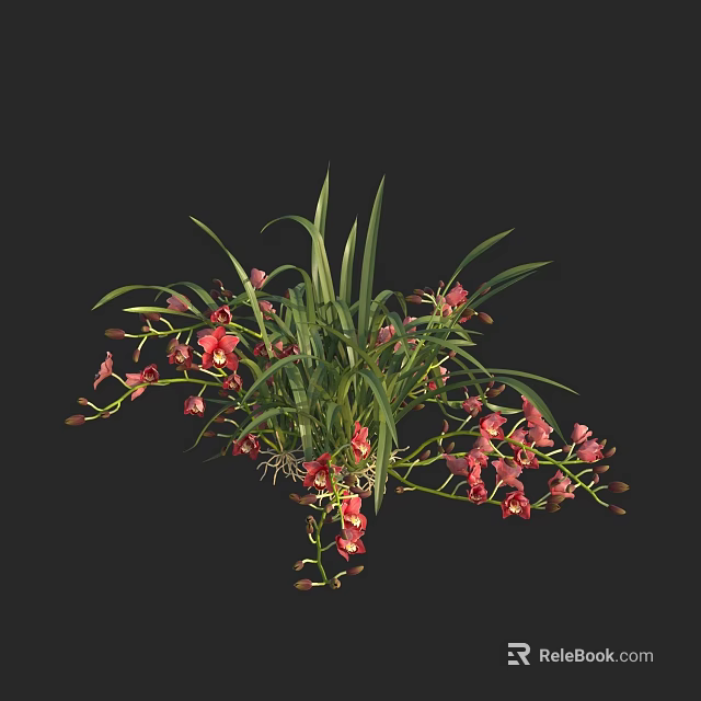 Red Orchid Plant with Vibrant Flowers and Lush Green Leaves Against Black Background 3d model 