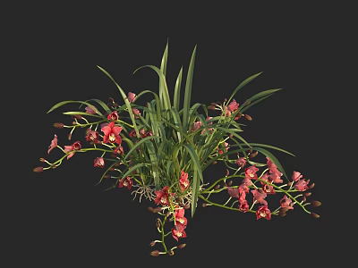Red Orchid Plant with Vibrant Flowers and Lush Green Leaves Against Black Background 3d model