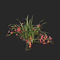 Red Orchid Plant with Vibrant Flowers and Lush Green Leaves Against Black Background