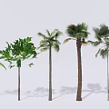Different Types of Trees with Varied Leaf Shapes and Trunks Arranged in Row