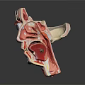 Human Head Anatomical Model Medical Device Showing Nasal Oral Eye Cavity Structures For Medical Education