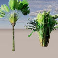 Arborescent Trees With Tall Slender Trunk And Bushy Clustered Growth Large Green Leaves