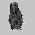 Detailed Animal Skull With White Bone Structure And Brown Fossil Marks