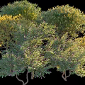 Varied Arbor Trees With Diverse Green And Yellow Foliage And Blooming Branches