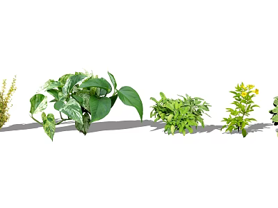 Various Ground Cover Plants With Lush Green Leaves And Different Foliage Shapes 3d model