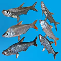 Various Aquatic Fish Species Including Topmouth Culter Mongolian Culter And Sharphead Minnow With Distinctive Appearance