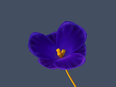 Vibrant Purple Garden Flower With Yellow Stamen As Decorative Accent 3d model