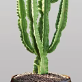 Green Cactus Potted Plants in Brown Ceramic Pots for Indoor Decoration