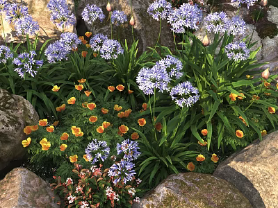 Colorful Garden Flowers With Purple And Yellow Blooms Among Stone Settings 3d model