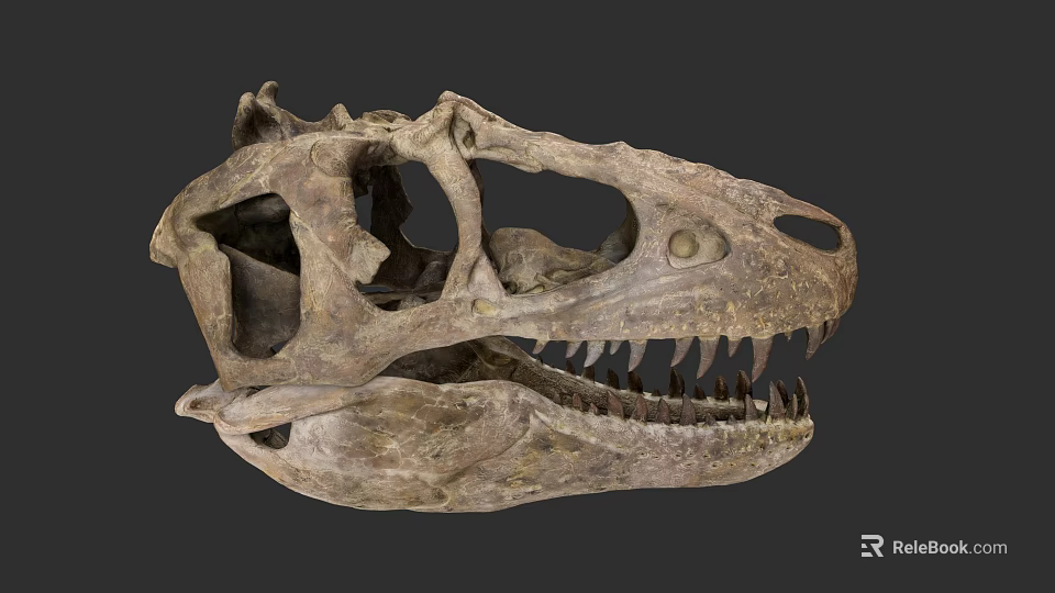 Reptile Ancient Dinosaur Skull Fossil with Sharp Teeth and Detailed Structure 3d model 