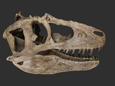 Reptile Ancient Dinosaur Skull Fossil with Sharp Teeth and Detailed Structure 3d model