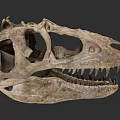 Reptile Ancient Dinosaur Skull Fossil with Sharp Teeth and Detailed Structure