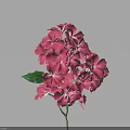 Vibrant Pink Hydrangea Flowers with Fresh Green Leaves on Light Blue Background