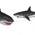 Realistic 3D Models of Two Large Sharks With Open Mouths and Sharp Teeth 3d model