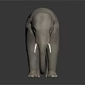 Gray Elephant With White Tusks Standing On Black Background As