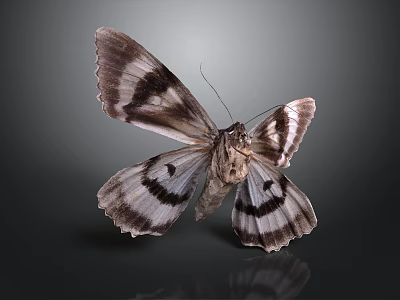 Black And White Butterfly With Intricate Wing Patterns On Dark Background 3d model