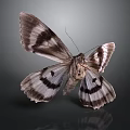 Black And White Butterfly With Intricate Wing Patterns On Dark Background 3d model