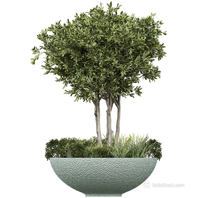Potted Bonsai Olive Tree With Multiple Trunks Small Green Plants And Light Green Textured Pot 3d model 