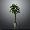 Indoor Potted Plant With Twisted Trunk And Lush Green Leaves In White Planter