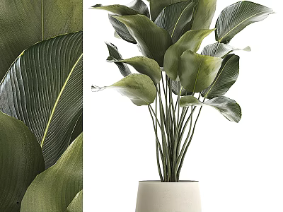 Lush Indoor Potted Plant With Large Green Leaves In White Ceramic Pot 3d model