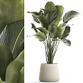 Lush Indoor Potted Plant With Large Green Leaves In White Ceramic Pot