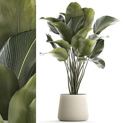 Lush Indoor Potted Plant With Large Green Leaves In White Ceramic Pot 3d model