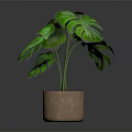 Green Monstera Plant With Large Leaves In Brown Pot On Dark Background