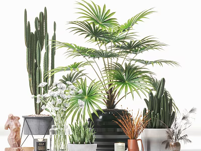 Indoor Potted Plants With Cactus Palm And Decorative Black White Pots 3d model