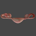 Detailed 3D Model Of Female Reproductive System With Uterus Ovaries And Fallopian Tubes