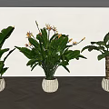 Indoor Decorative Potted Plants With Large Green Leaves And Orange Flowers In White Textured Pots