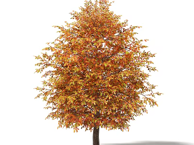 Vibrant Autumn Arbor With Orange Yellow Lush Foliage On White Background 3d model