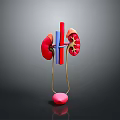 Detailed 3D Anatomical Model of Human Organs Kidneys Ureters and Bladder Structure
