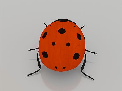 Modern Coccinella septempunctata model