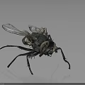 Black Fly With Transparent Wings And Compound Eyes On Smooth Surface 3d model