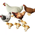 Various Colored Hens And Fluffy Baby Chicks In Farm Animal Group