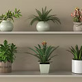 Bonsai Potted Plants On Shelves With Various Pots And Green Foliage