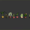 Assorted Potted Plants with Different Leaf Shapes Colors and Colorful Pots