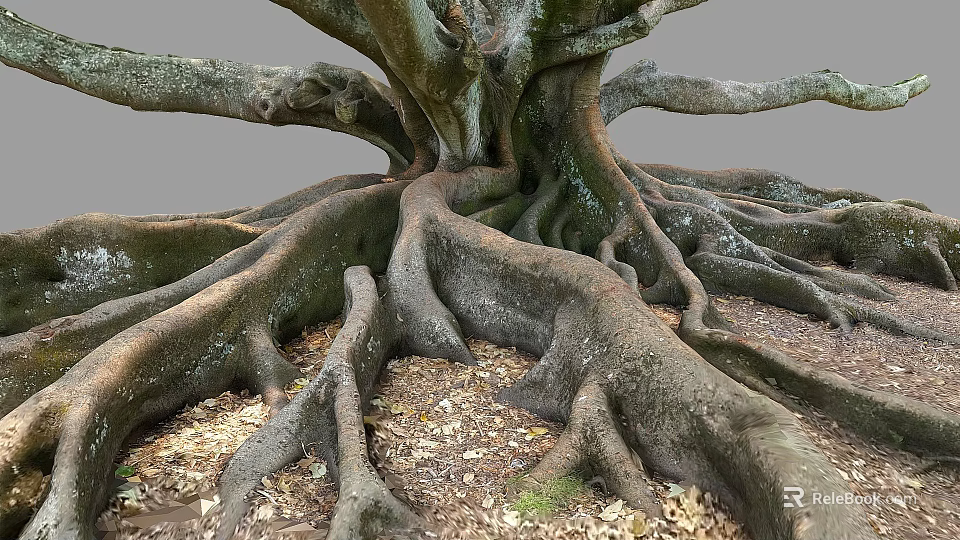 Large Tree with Thick Twisted Roots Spreading Over Ground With Fallen Leaves 3d model