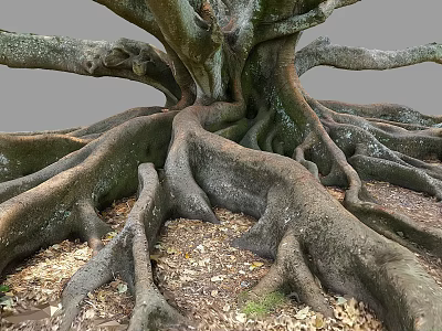 Large Tree with Thick Twisted Roots Spreading Over Ground With Fallen Leaves 3d model